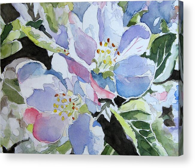 Apple Blossoms Watercolor Acrylic Print By Oliver Riedel