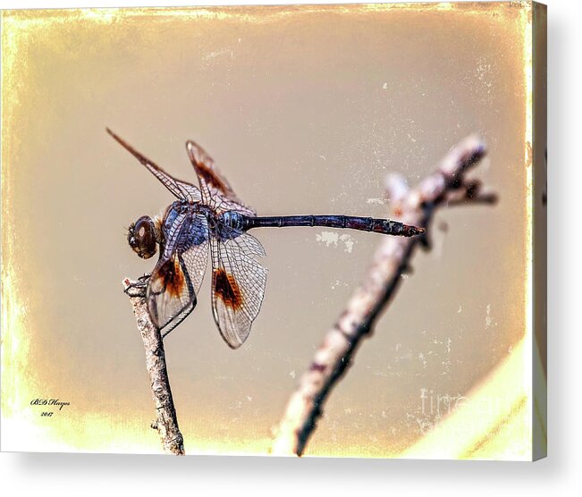 Dragonflies Acrylic Print featuring the digital art Attached by DB Hayes