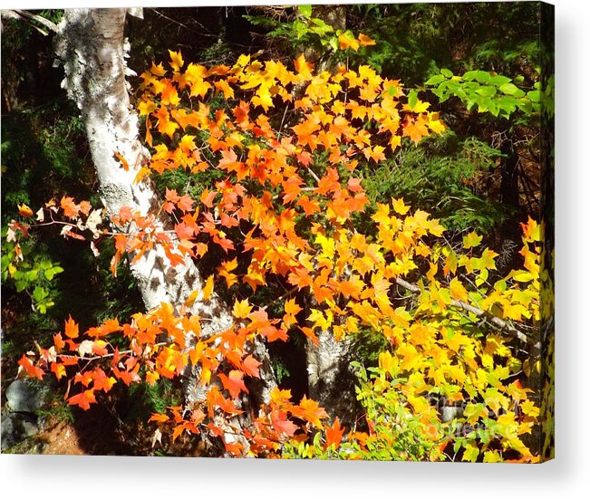 Autumn Acrylic Print featuring the photograph Autumn Maple by Barbara Von Pagel