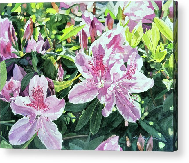 Floral Acrylic Print featuring the painting Azalea Carmelo by David Lloyd Glover