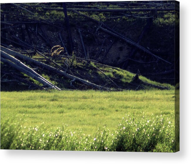 Backlit Acrylic Print featuring the photograph Backlit Coyotes by Ted Keller