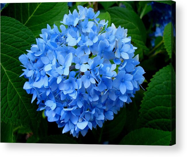 Hydrangea Acrylic Print featuring the photograph Ball of Blue by Michiale Schneider