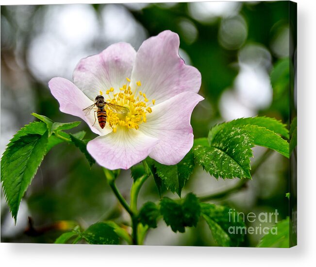 Wild Rose Acrylic Print featuring the photograph Be my guests. by Elena Perelman