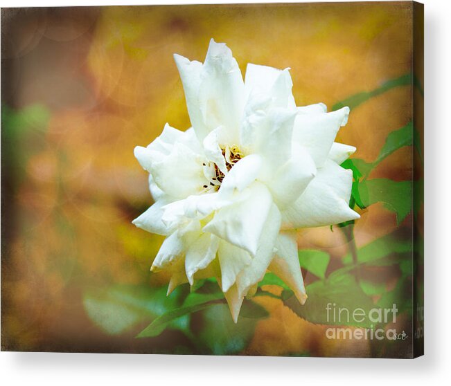 Gardenia Acrylic Print featuring the photograph Beautiful Gardenia by Sandra Clark