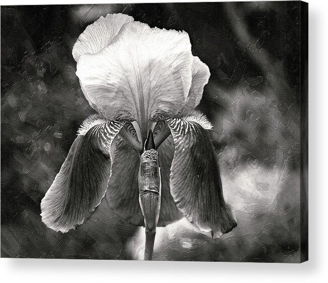 Flowers Acrylic Print featuring the photograph Beautiful Iris in Black and White by Trina Ansel