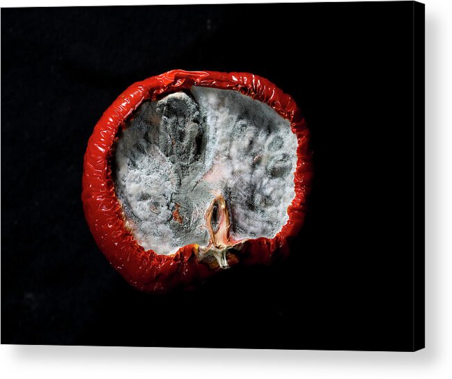 Fungus Acrylic Print featuring the photograph beauty of fungus IV by Hyuntae Kim