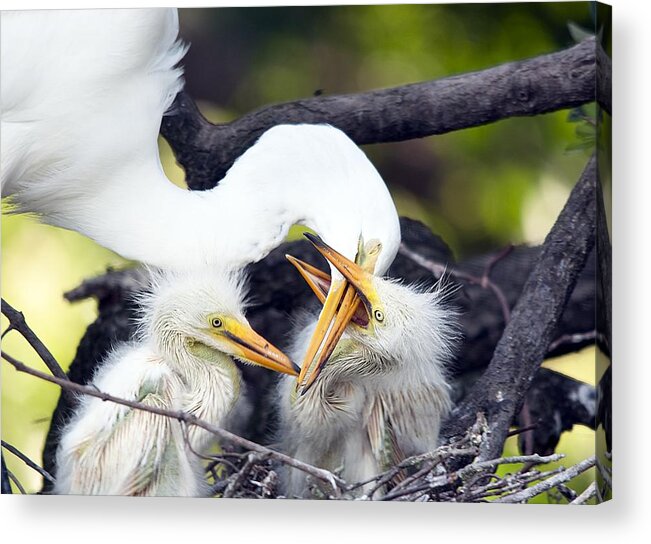 Wildlife Acrylic Print featuring the photograph Being A Mom Is Tough by Kenneth Albin
