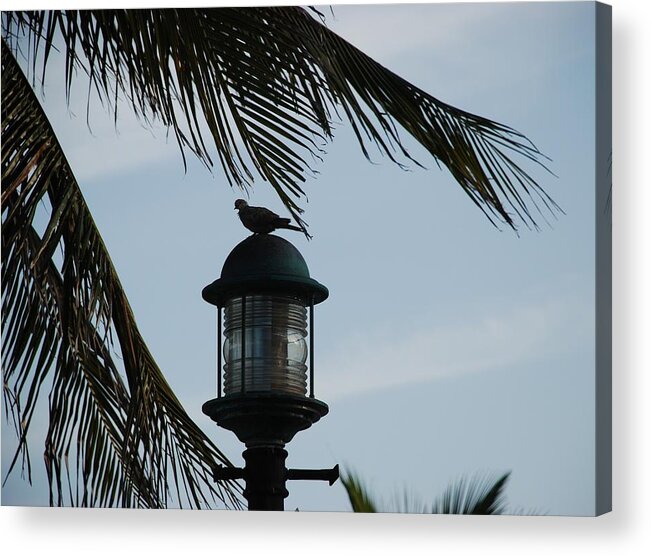 Lamp Post Acrylic Print featuring the photograph Bird On A Light by Rob Hans