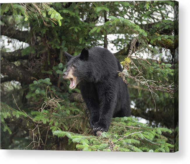 Black Bear Acrylic Print featuring the photograph Black Bear Yawn by David Kirby