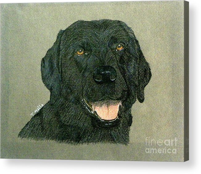 Dog Acrylic Print featuring the drawing Black Labrador Retriever by Terri Mills