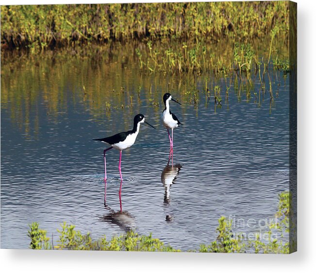 Fine Art Photography Acrylic Print featuring the photograph Black-Necked Stilts by Patricia Griffin Brett