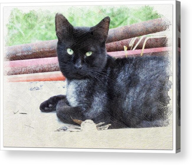 Cat Acrylic Print featuring the photograph Black to Silver by Cathy Harper