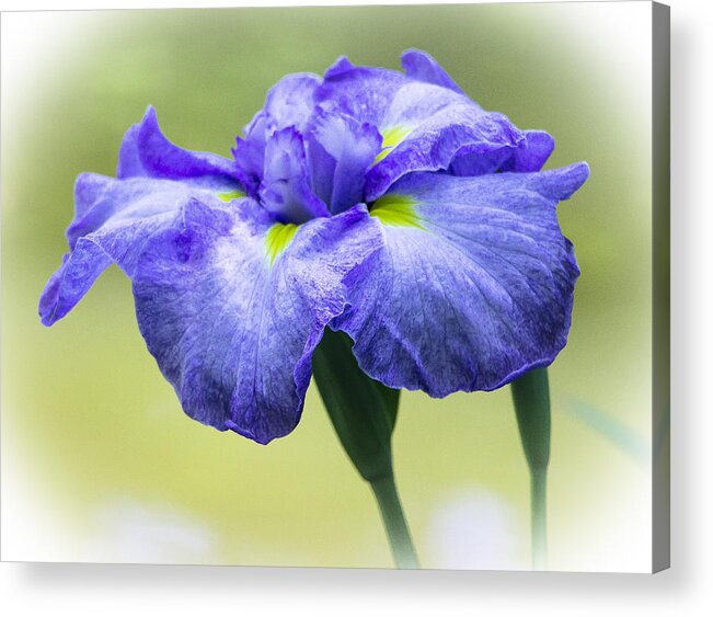 Flowers Acrylic Print featuring the photograph Purple Iris by Venetia Featherstone-Witty