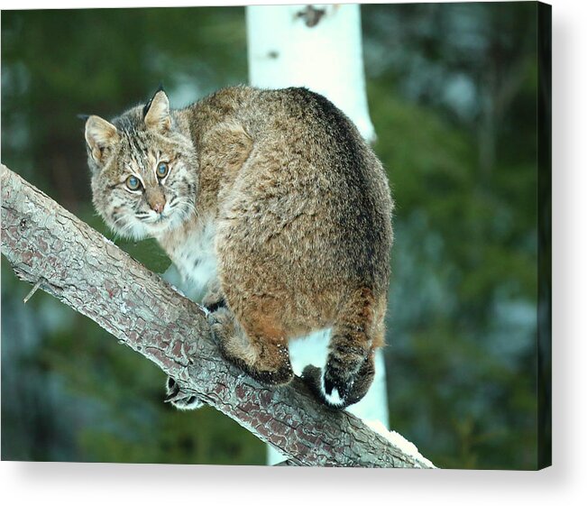 Bobcat Acrylic Print featuring the photograph Bobcat on a Tree by Duane Cross