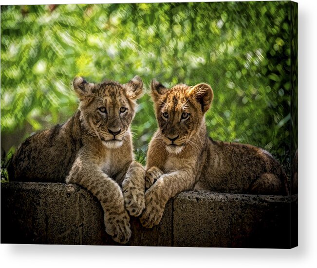 Asia Acrylic Print featuring the photograph Brothers Chillin by Cheri McEachin