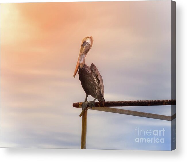 Animal Acrylic Print featuring the photograph Brown Pelican Sunset by Robert Frederick