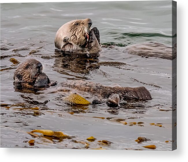 Sea Otter Acrylic Print featuring the photograph Brunch by Derek Dean