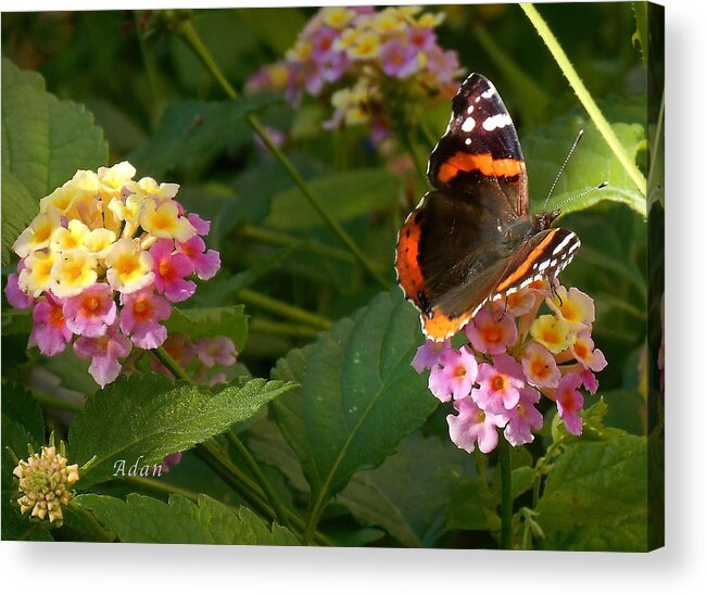 Monarch Butterfly Acrylic Print featuring the photograph Busy Butterfly Side 1 by Felipe Adan Lerma
