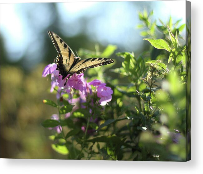 Butterfly Acrylic Print featuring the photograph Butterfly Kisses by Karen Ruhl