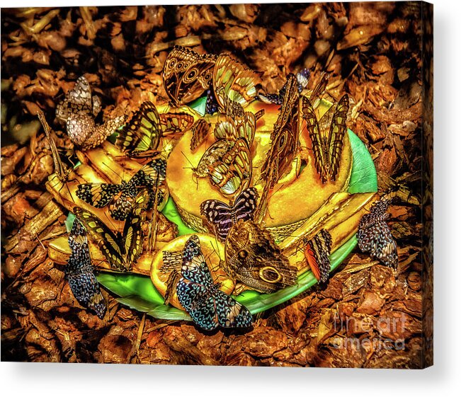 Animals Acrylic Print featuring the photograph Butterfly Meeting by Robert Bales