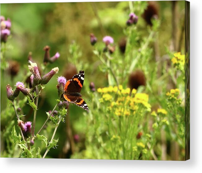 Butterfly Acrylic Print featuring the photograph Butterfly Red Admiral by Jeff Townsend