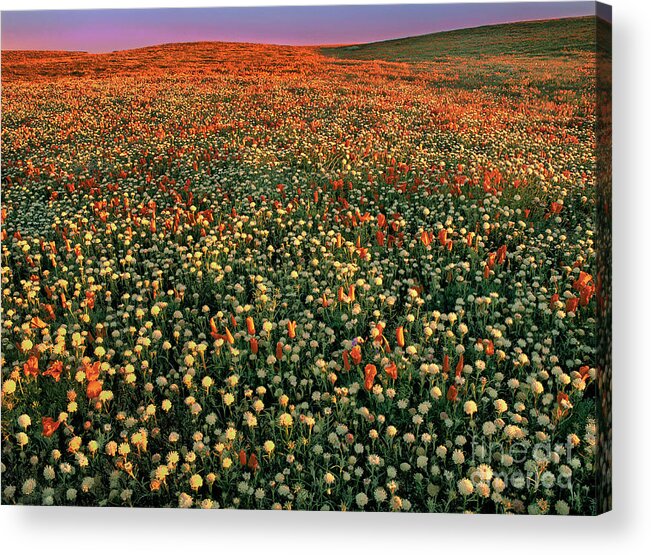 California Poppies Acrylic Print featuring the photograph California Poppies at Dawn Lancaster California by Dave Welling