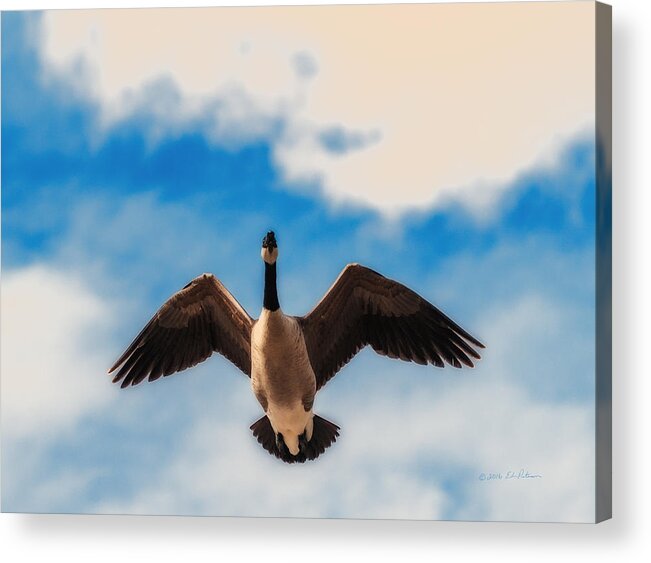 Heron Heaven Acrylic Print featuring the photograph Canada Geese In Spring by Ed Peterson