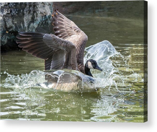 Canada Goose Acrylic Print featuring the photograph Canada Goose Plunge by Stephen Johnson