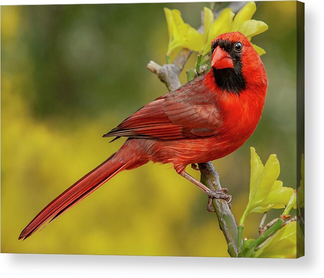 Alexandria Acrylic Print featuring the photograph Cardinal in Yellow Spring by Jim Moore