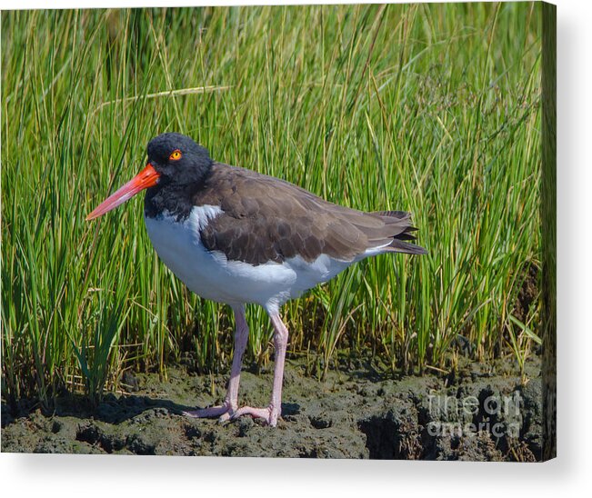 Bird Acrylic Print featuring the photograph Catch Me if You Can by Jeff at JSJ Photography