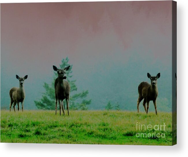 Deer Acrylic Print featuring the photograph Cautious Neighbors by JoAnn SkyWatcher