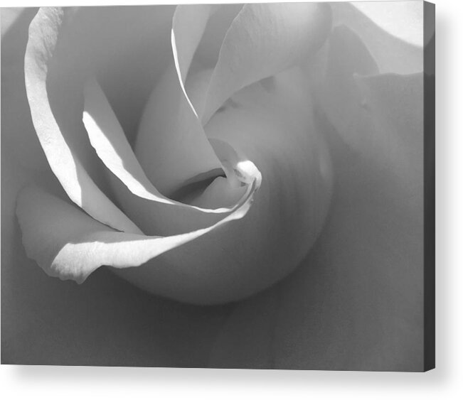 Rose Core Acrylic Print featuring the photograph Center of Action by Yuri Tomashevi