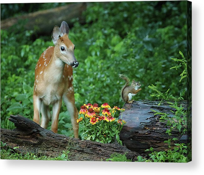 Deer Acrylic Print featuring the photograph Checking Out the Squirrel by Duane Cross