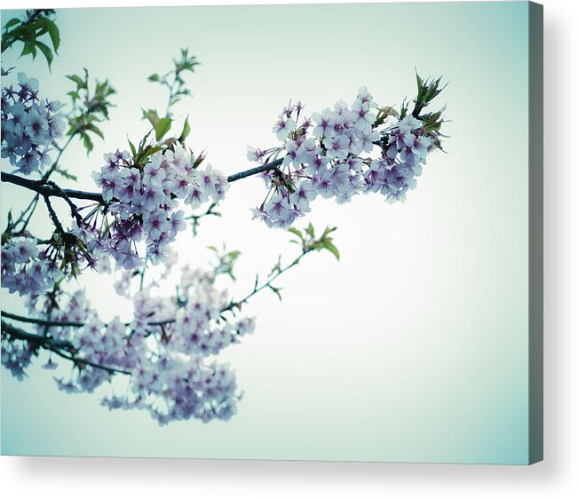 Cherry Blossoms Acrylic Print featuring the photograph Cherry Blossoms by Yuka Kato
