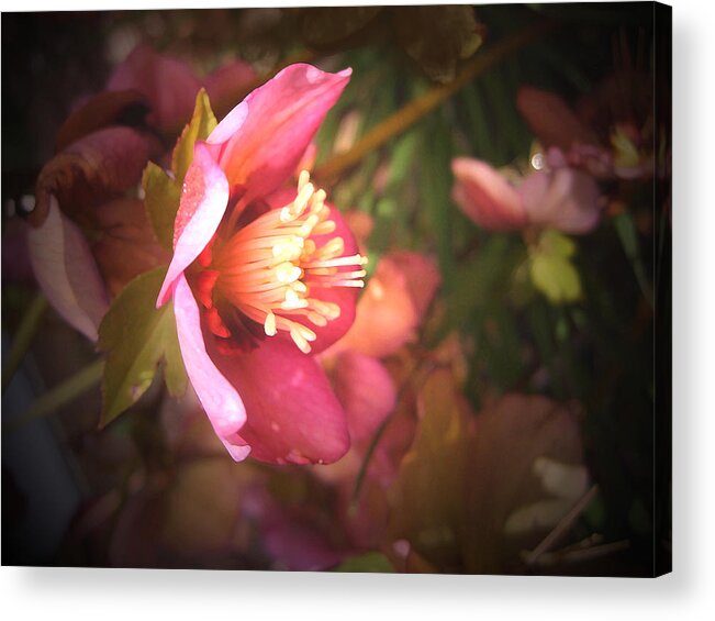 Christmas Acrylic Print featuring the photograph Christmas Rose by Barbara White