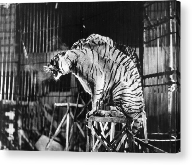 1930 Acrylic Print featuring the photograph Circus: Tigers by Granger