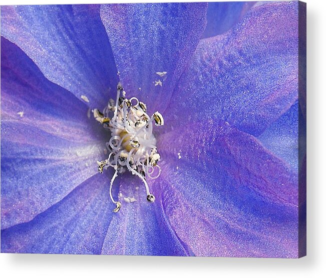 Macro Acrylic Print featuring the photograph Clematis by Kae Cheatham
