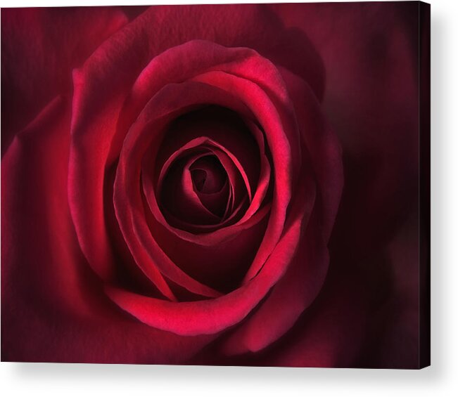 Red Acrylic Print featuring the photograph Close-up Red Rose Flower On Red Photo Image Print Art-Work Online Photography by Nadja Drieling - Flower- Garden and Nature Photography - Art Shop