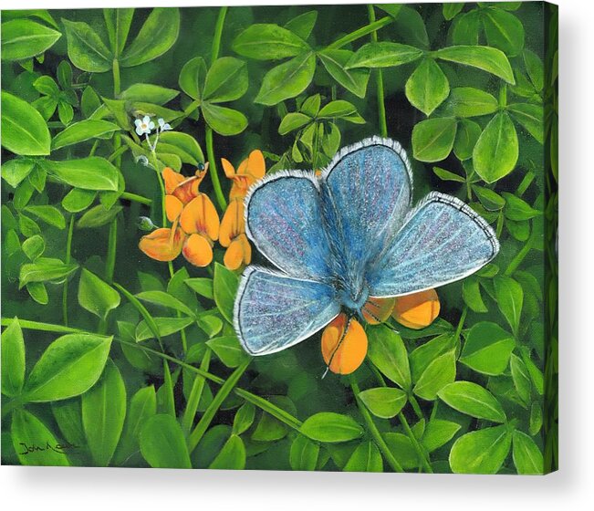 Common Blue Acrylic Print featuring the painting Common Blue on Bird's-foot Trefoil by John Neeve