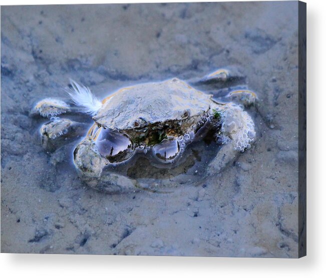 Alert Acrylic Print featuring the photograph Crab in water by Elenarts - Elena Duvernay photo