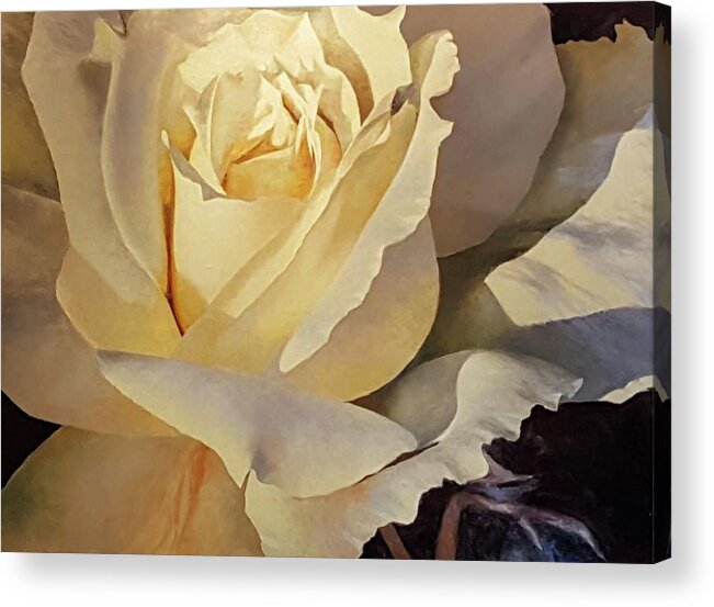 Rose. Rose Painting. Oil Painting Rose Acrylic Print featuring the painting Creamy Rose by Jessica Anne Thomas