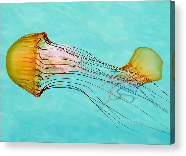 Jelly Fish Acrylic Print featuring the photograph Criss Cross by Derek Dean