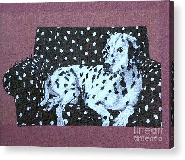 Dog Acrylic Print featuring the drawing Dalmatian on a Spotted Couch by Terri Mills