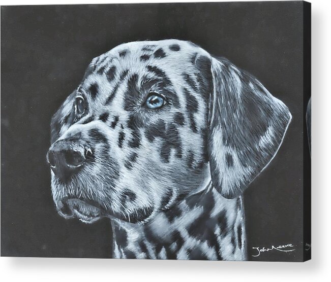 Dalmation Acrylic Print featuring the painting Dalmation Portrait by John Neeve