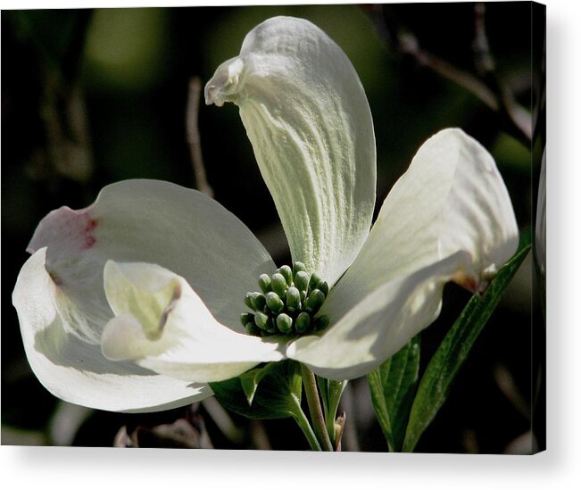 Dogwood Acrylic Print featuring the photograph Delicate Dogwood by Angela Davies