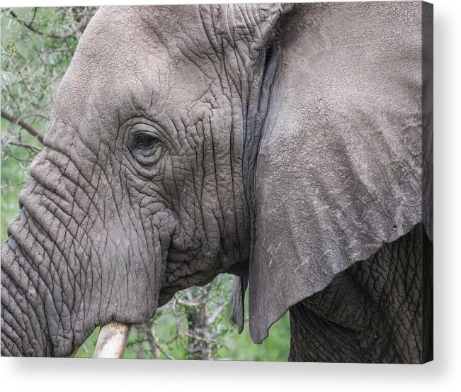 Africa Acrylic Print featuring the photograph Detail of an African Elephant's Face by Brenda Smith DVM