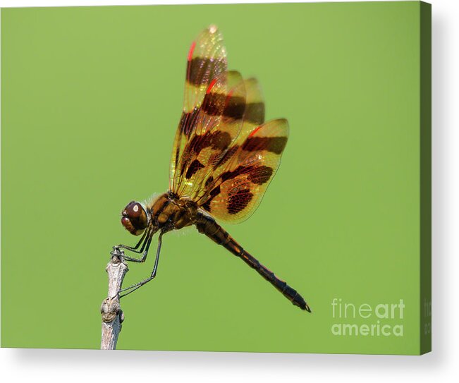 Halloween Pennant Dragonfly Acrylic Print featuring the photograph Detailed Dragonfly by Cheryl Baxter