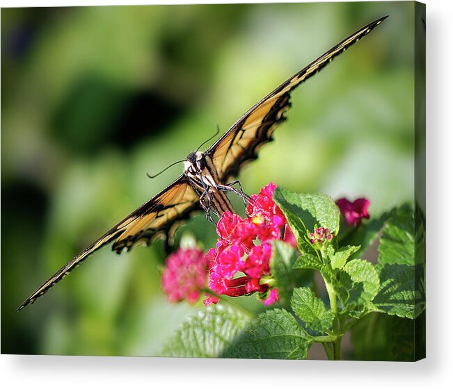 Butterfly Acrylic Print featuring the photograph Diagonal by Anna Rumiantseva