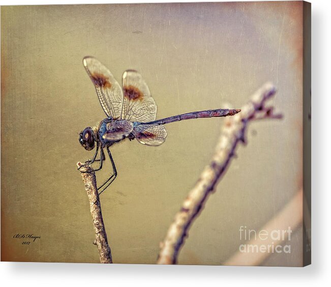 Dragonfly Acrylic Print featuring the digital art Dragonfly Art by DB Hayes