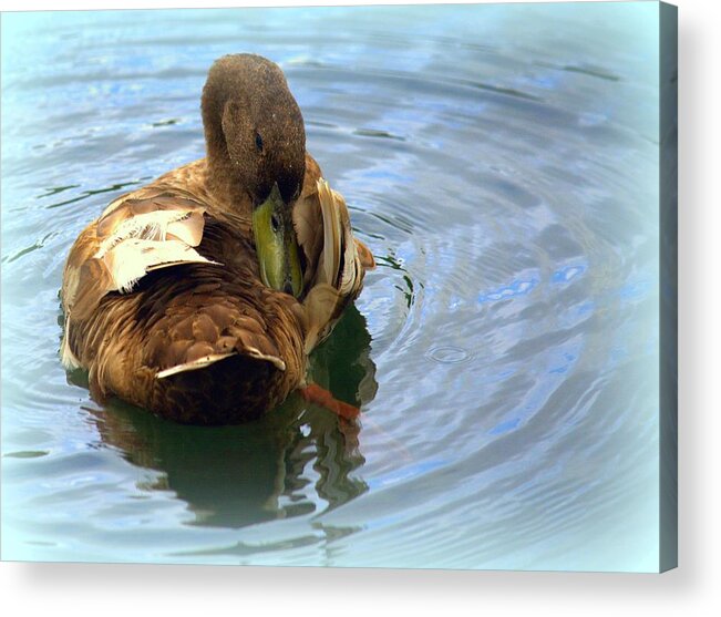 Duck Acrylic Print featuring the photograph Duck Grooming by Lori Seaman